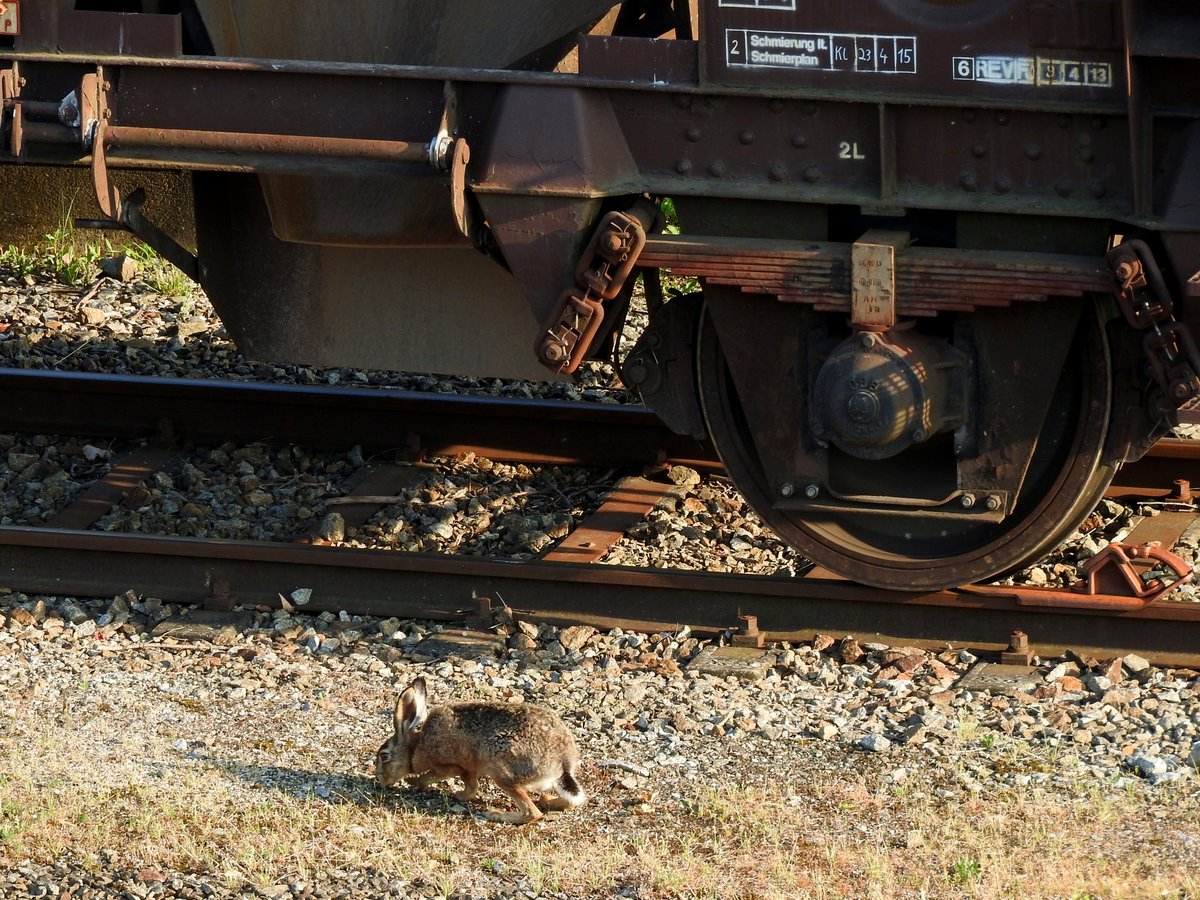 Feldhase(Lepus europaeus)hoppelt am Bhf. Ried entlang der abgestellten Wagen (Aufnahme vom Bahnsteg)170531 