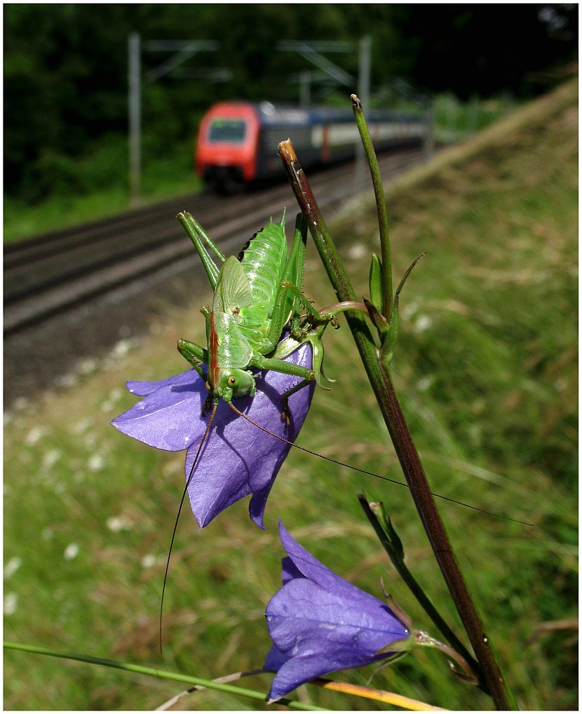 Flipp mit Re450 vor Bülach
9. Juli 2009
