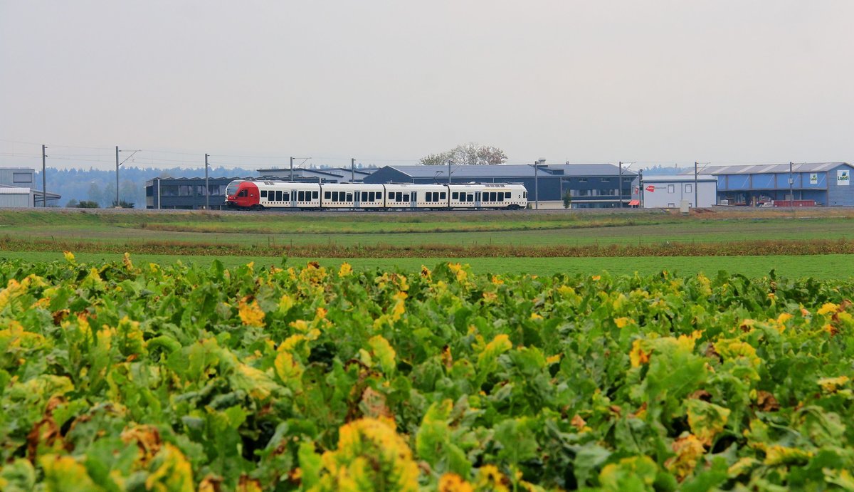 Freiburger Bahnen - nachdem der Zug von Fribourg über den Berg gekommen ist bedient er nun das westschweizerische Gemüseland. Zug 195 in Ins, 8.Oktober 2018 