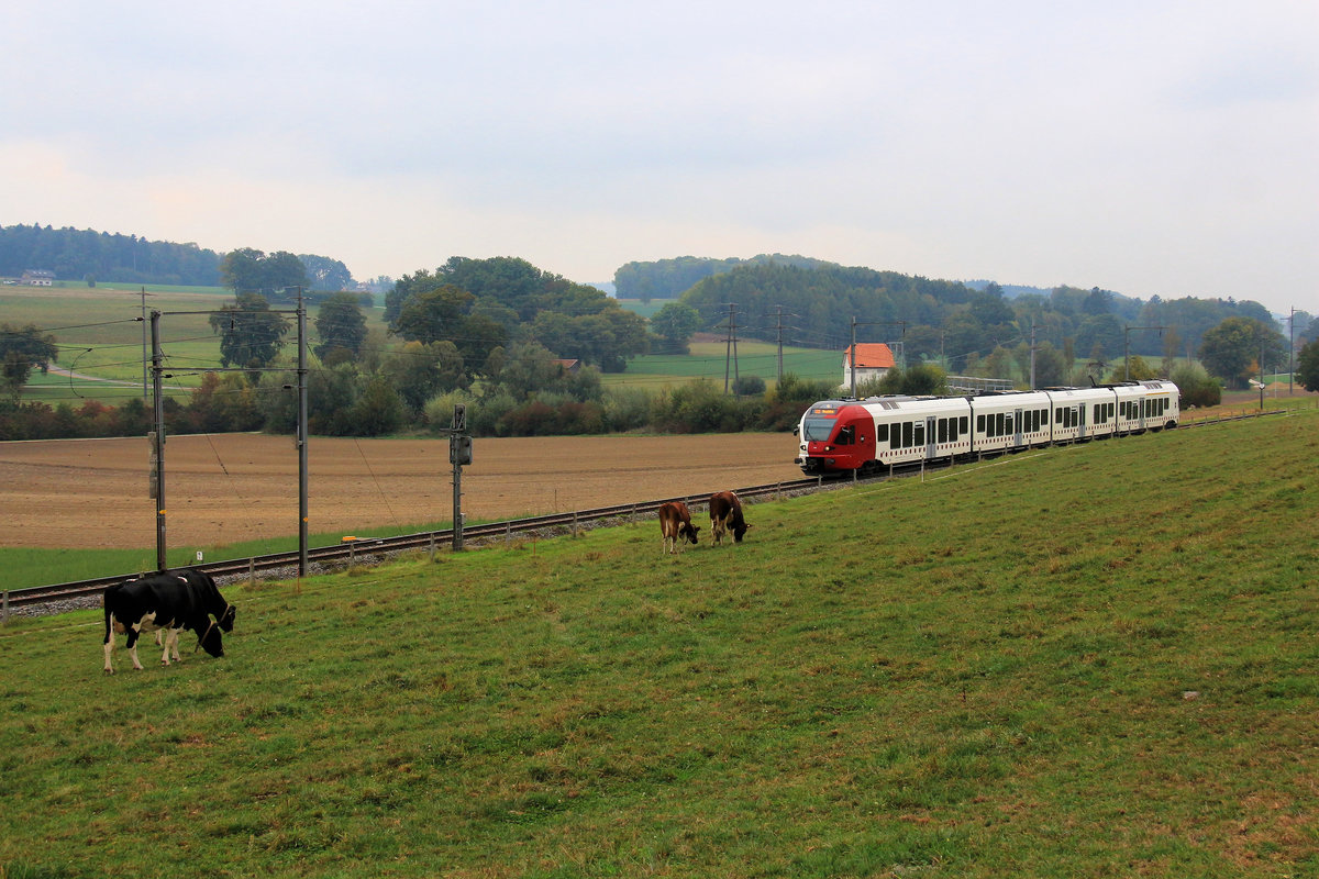 Freiburger Bahnen - Zug 195 mit Kühen bei Cressier. 8.Oktober 2018 