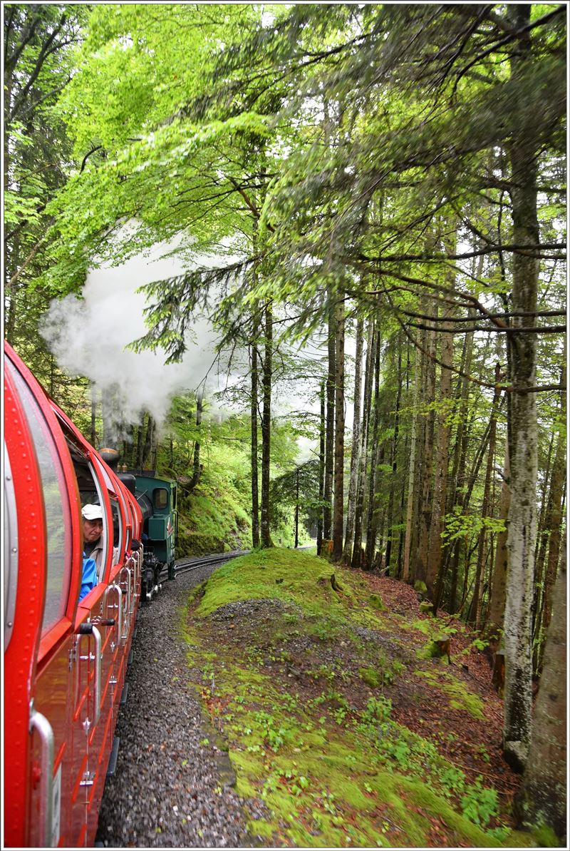 Frisches Grün entlang der Strecke von Geldried nach Planalp. (19.06.2016)