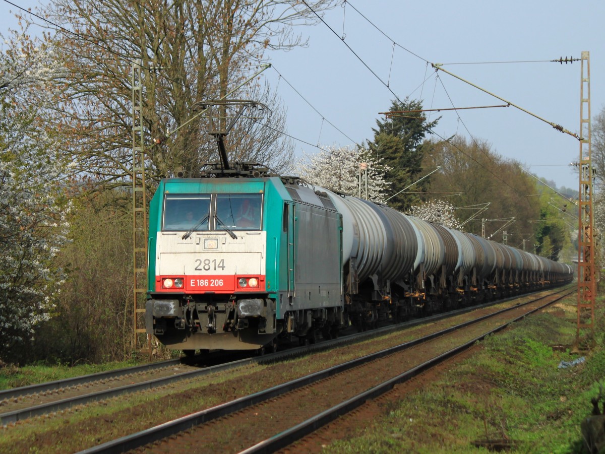 Frühling am Gemmenicher Weg in Aachen, am 01.04.2014 zieht Cobra 186 206 (2814) einen langen Kesselzug die Rampe von Aachen West nach Belgien hoch.