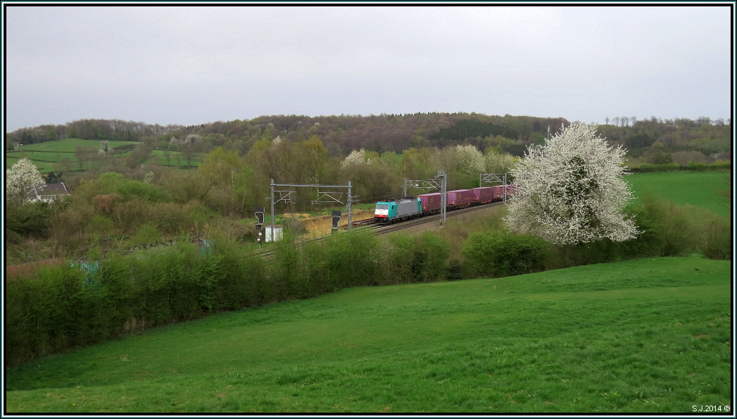 Frühling an der Montzenroute bei Nouvelaer in Belgien. Die Cobra passt sich farblich den Begebenheiten an und fährt mit ihren Güterzug nach Antwerpen. Szenario vom 03.April 2014.