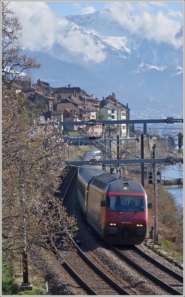 Frühlingsgruss aus dem Lavaux: Re 460 004-5 mit einem IR auf der Fahrt bei ST-Saphorin in Richtung Lausanne.
(22.02.2014)