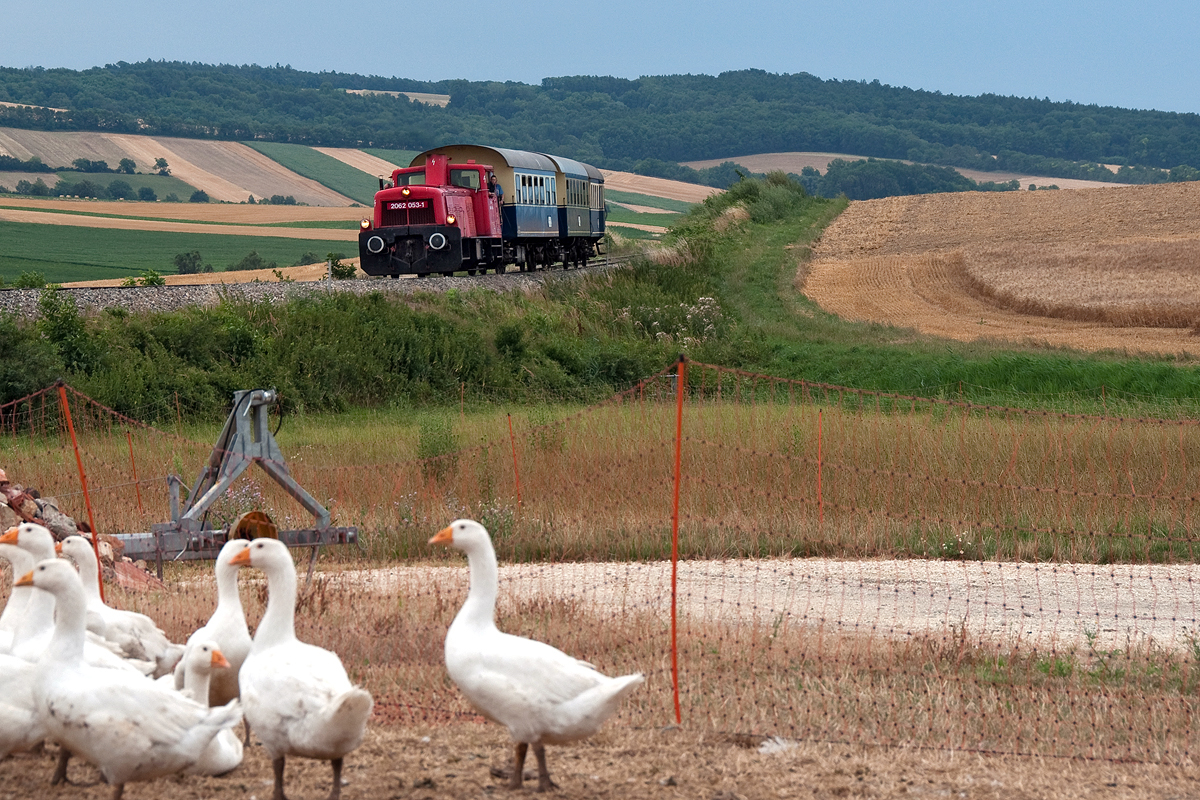 Gan(s)z ohne Aufmerksamkeit dieser Unterfamilie der Entenvögel (Quelle Wikipedia) erreicht 2062 053 mit dem Nostalgie Express  Leiser Berge  Wetzleinsdorf.