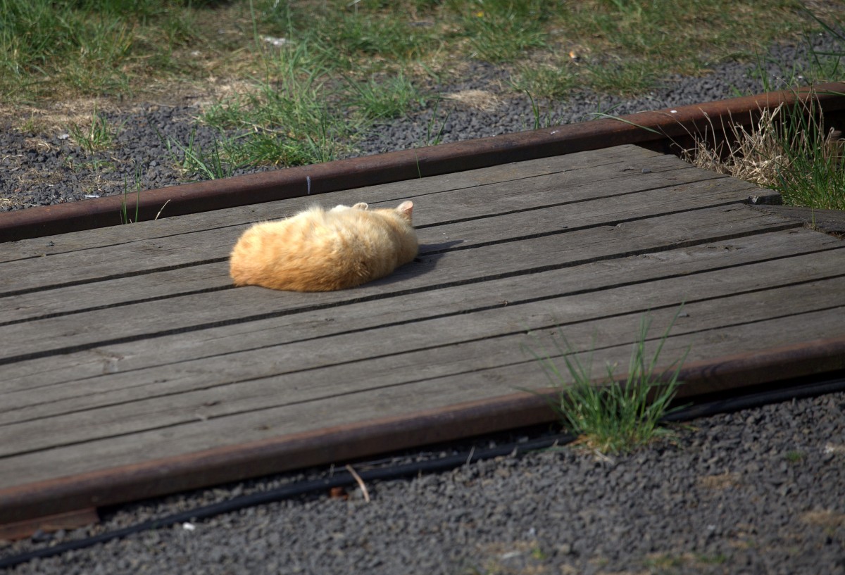 Gar nicht stören durch die vorbeifahrende  Brotbüchse  lässt sich dieses Kätzchen, welches  sich auf dem BÜ im Haltepunkt Jirice sonnt. 25.04.2014 10:15 Uhr.