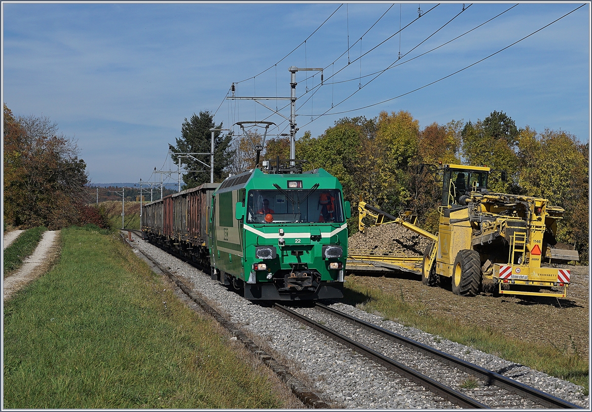 Gleich und doch nicht gleich zeigen sich die Ge 4/4 der BAM MBC, MOB und RhB: Die BAM Ge 4/4 21 und 22 werden mit Wechselstrom betrieben, und sind fast ausschliesslich im Güterverkehr (Rollbockverkehr) tätig, wofür sie auch Normalspurpuffer aufweisen.
Das Bild zeigt die BAM MBC Ge 4/4 22 im Zuckerrüben Verladeverkehr bei Reverolle. 17. Okt. 2017