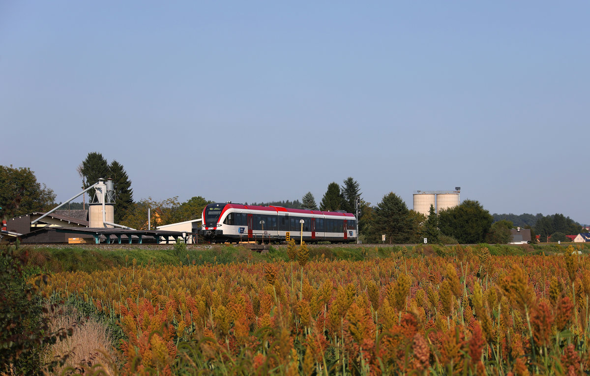 Goldene Hirsefelder sind immer öfter im Land zu entdecken. 
Hier im Bild ein 5063 bei Frauental Bad Gams.
26.08.2017

