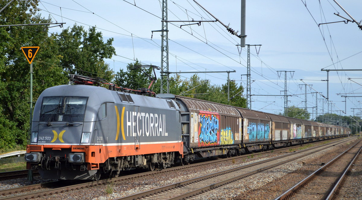 Hector Rail mit  242.503  [Name: Balboa] [NVR-Number: 91 80 6182 503-3 D-HCTOR], aktueller Mieter? oder Eigenleistung? mit Ganzzug Schiebewandwagen am 08.09.20 Bf. Golm (Potsdam).
