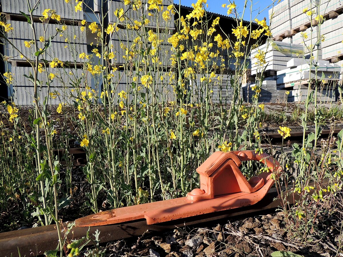 Hemmschuh, umgeben von blühenden Rapspflanzen am freizugänglichen Lagerhausanschlußgleis in Ried;140420