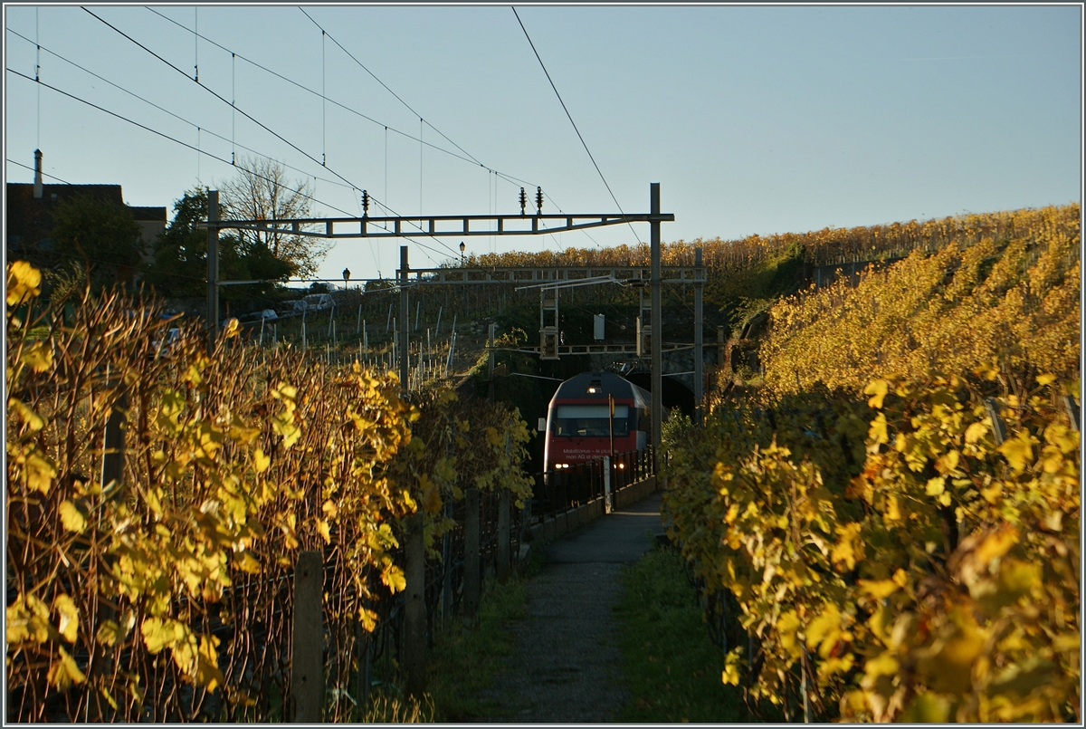 Herbst im Lavaux: Beim tiefen Abend (Gegenlicht) entstand diese Bild der SBB Re 460 031-8 auf dem Weg nach Brig kurz nach Lutry.
11.11.13