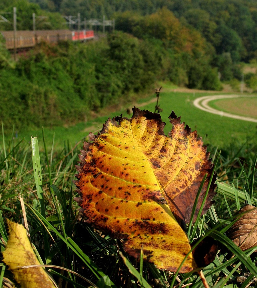 Herbstblatt bei Frick mit Re 10/10.
20. Oktober 2008