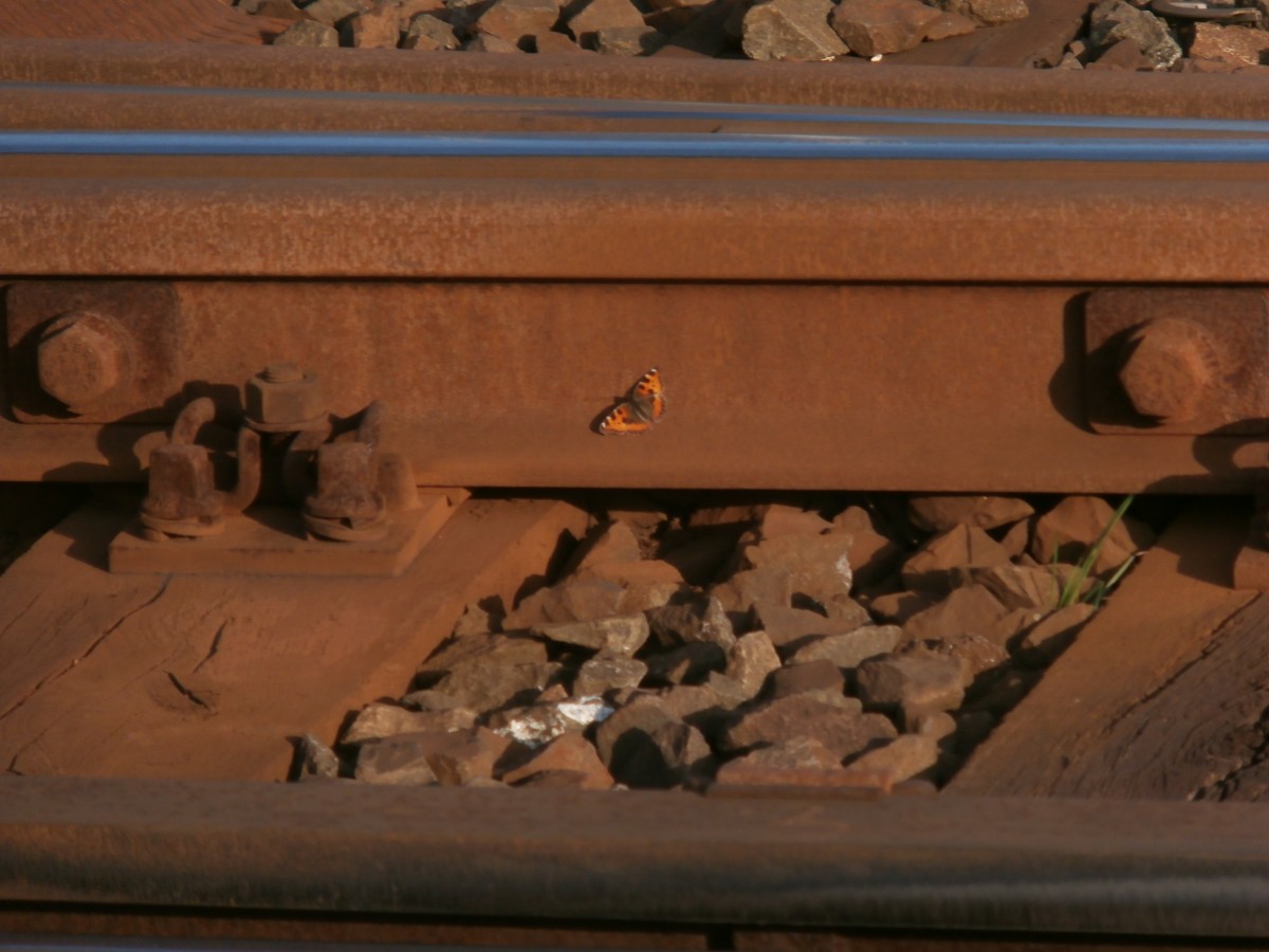 Hier ist wohl der kleinste Bahnangestellte der DB und überprüft das Gleis auf kleinste Schäden. Der Schmetterling saß im Gleis zum Sonne baden flog aber schnell weiter. Schnell Kamera gezückt und fotografiert am 08.03.2014 in Grevenbroich am Bahnübergang Blumenstraße.