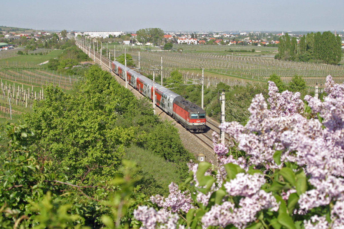 Hinter dem frisch blühenden Flieder in den Weinbergen zwischen Gumpoldskirchen und Pfaffstätten befindet sich R-2245 mit 1144.103 am 21.4.16