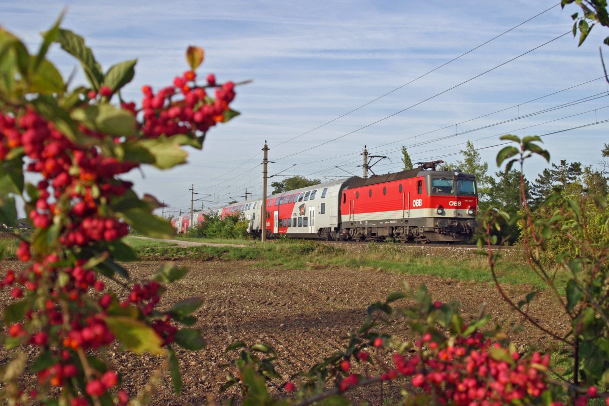 Hinter den Herbstlich blühenden Sträucher bei Felixdorf fährt R-2347 mit 1144.207 am 24.9.14 im Abendlicht nach Wr.Neustadt