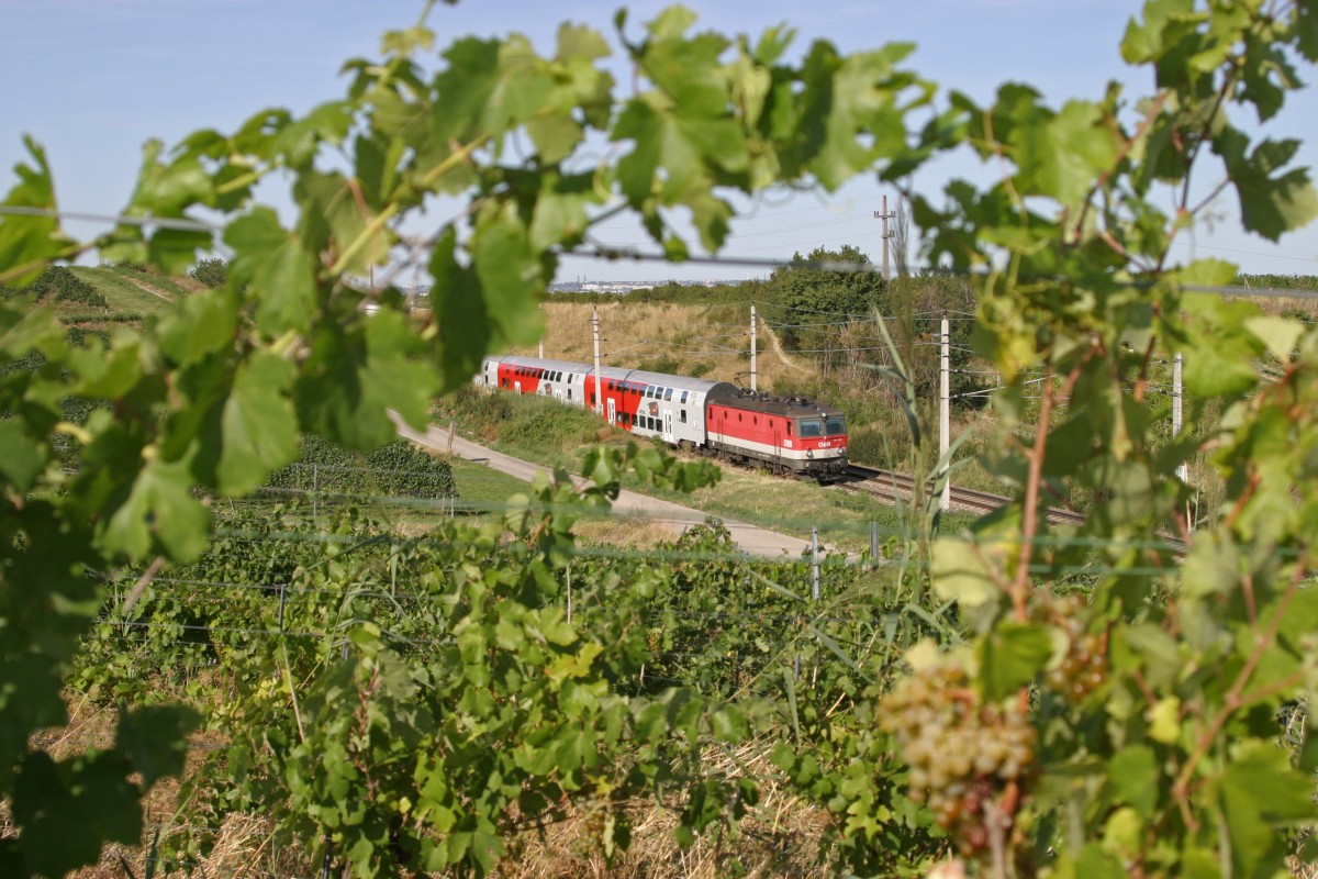 Hinter den vielen Weinstöcken fährt 1144.239 mit R-2245 bei Guntramsdorf/T. am 26.8.15
