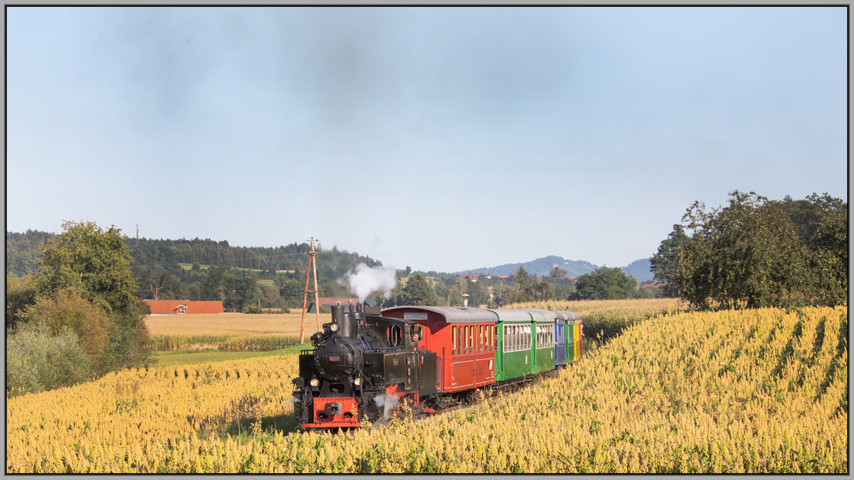 Hirse ist ein Getreide das erst in den letzten Jahren bei uns zu entdecken war. 

Hier bei Herbersdorf säumen 2 Feldern den Weg des Flascherzug´s . 
Die Stelle gilt es wohl erneut zu besuchen wenn das Getreide golden glänzt. 

5.September 2020