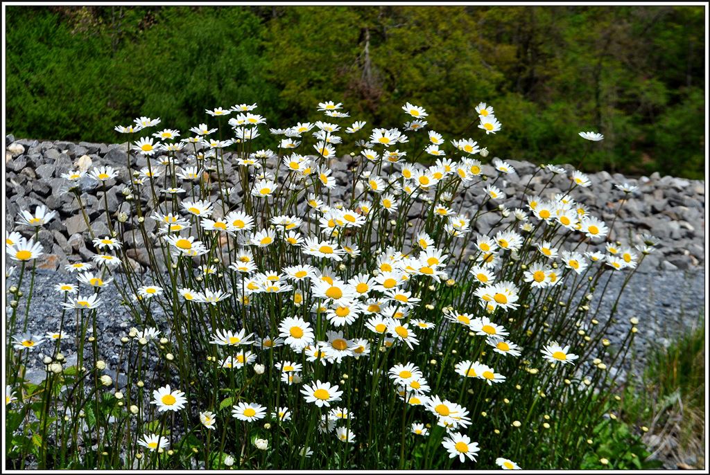 Im Frühling entfaltet sich auf den Magerwiesen entlang der Schienenstränge eine wahre Blütenpracht, wie hier zwischen Reichenau-Tamins und Trin. (01.05.2014)