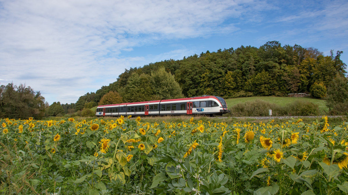 Im Oisnitzgraben bei St.Josef erblühen der Tage zahlreiche Sonnenblumenfelder. 
4.10.2019
