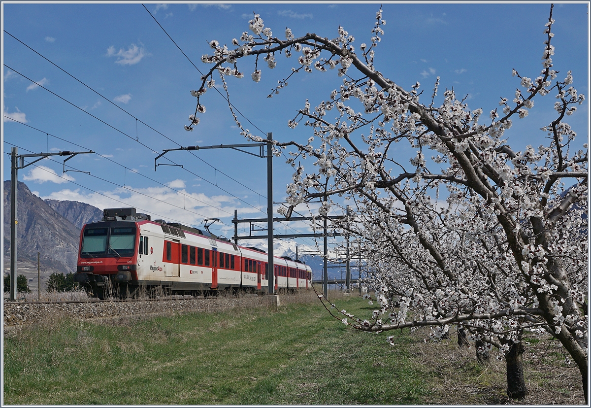 Im Wallis blühen die Aprikosen! Ein  Walliser -Domino fährt als Regionalzug 6215 zwischen Charrat-Fully und Saxon Richtung Brig.
4. April 2018