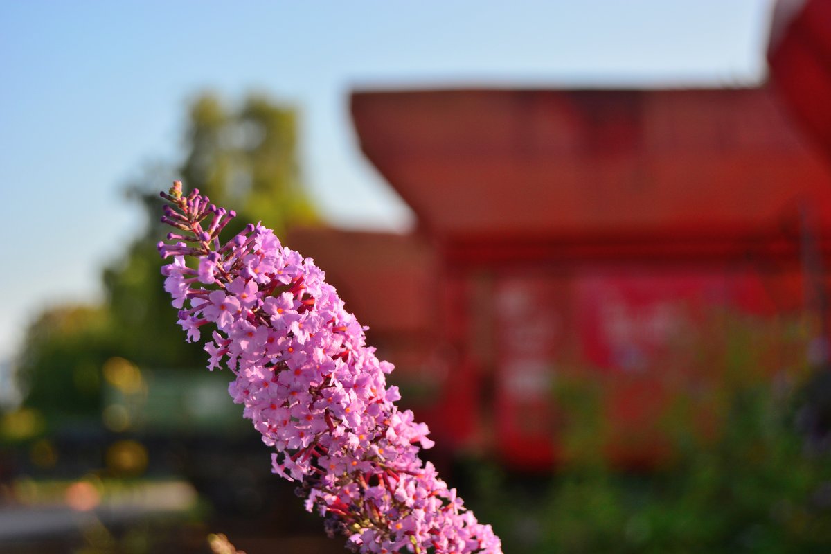 Impression bei Rheincargo in Brühl Vochem.

Brühl Vochem 10.09.2016