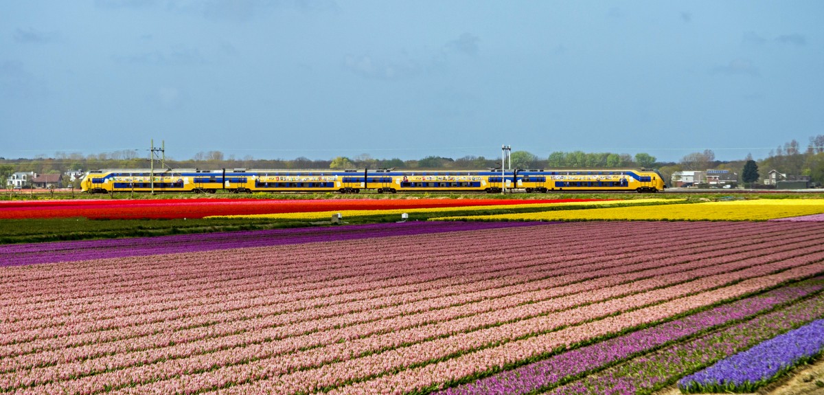 In die Blumenfelder von Hillegom (NL) VIRM 9514 doppelstock. 13/04/2014
