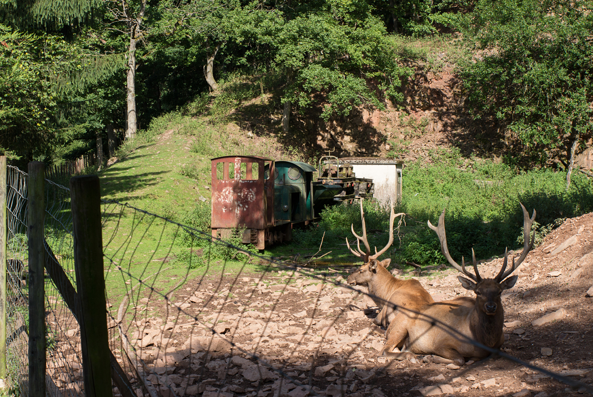 In der letzten Ecke des Eifelzoo´s in Lünebach, findet man im Wildgehege noch zwei ausgediente Feldbahnloks, an die sich u.a. die Hirsche wohl längst gewöhnten. (26.08.15)