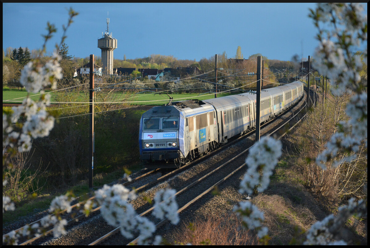 In den letzten Sonnenstrahlen des 01.04.2024 kommt BB 26151 Sybic mit dem TER 96238 Basel SNCF - Strasbourg bei Ostheim (Oschta) im Elsass mit 200 km/h um die Kurve. Bemerkenswert ist, dass die Sybic generell nur zwei Scheinwerfer als Spitzenlicht hat. Der dritte obere Scheinwerfer ist konstruktiv bei diesen Maschinen nicht vorgesehen. Alle anderen Lokomotiven der SNCF verfügen über das Drei-Licht-Spitzensignal, so wie auch bei der DB üblich.