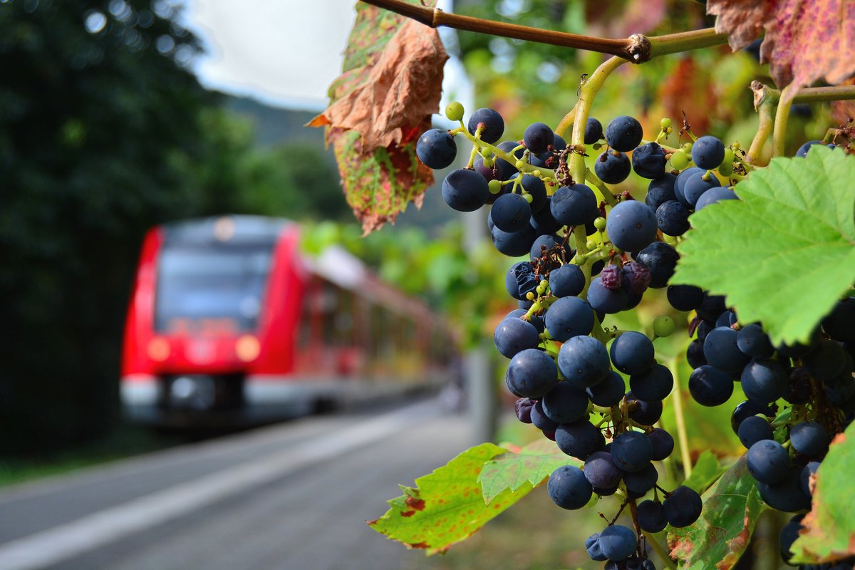 In welcher Region das Bild gemacht wurde ist nicht schwer zu erkennen. Im Ahrtal werden an fast allen Orten Weintrauben für Wein abgebaut so auch am Bahnhof während im Hintergrund ein Lint in Richtung Bonn in Mayschoss hält.

Mayschoss 03.09.2016