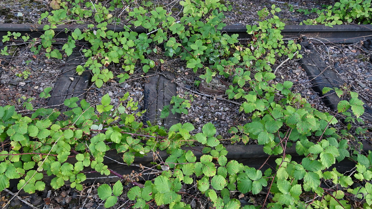 Irgendwann holt sich die Natur alles wieder zurück, wie diesen ausgedienten Schienenstrang. (Hattingen, August 2018)