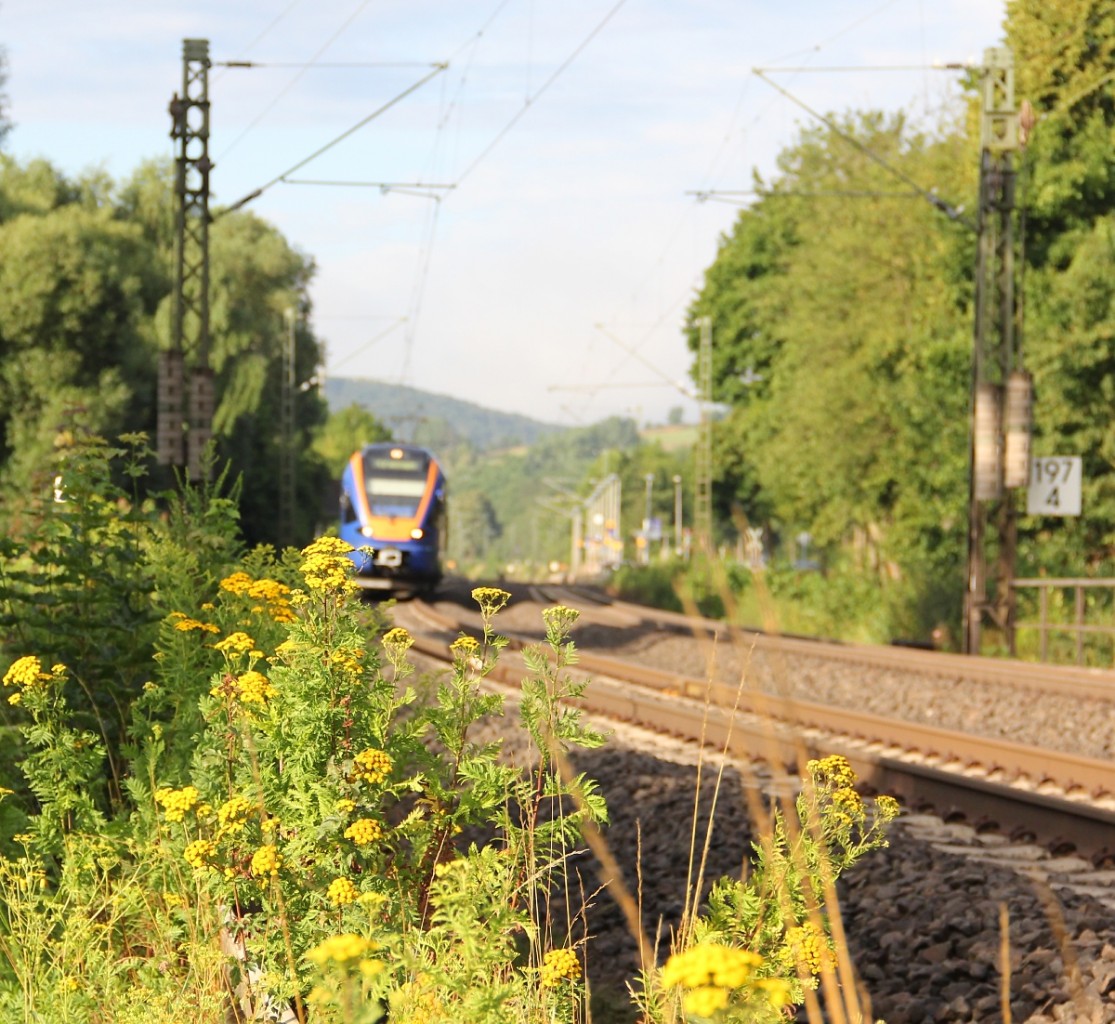 Irgendwie unscharf. Ein Schuss durch die Blüten auf 427 001 der Cantus Bahn, die als R7 nach Göttingen gerade den Haltepunkt Wehretal-Reichensachsen verlassen hat. Aufgenommen am 30.07.2013.