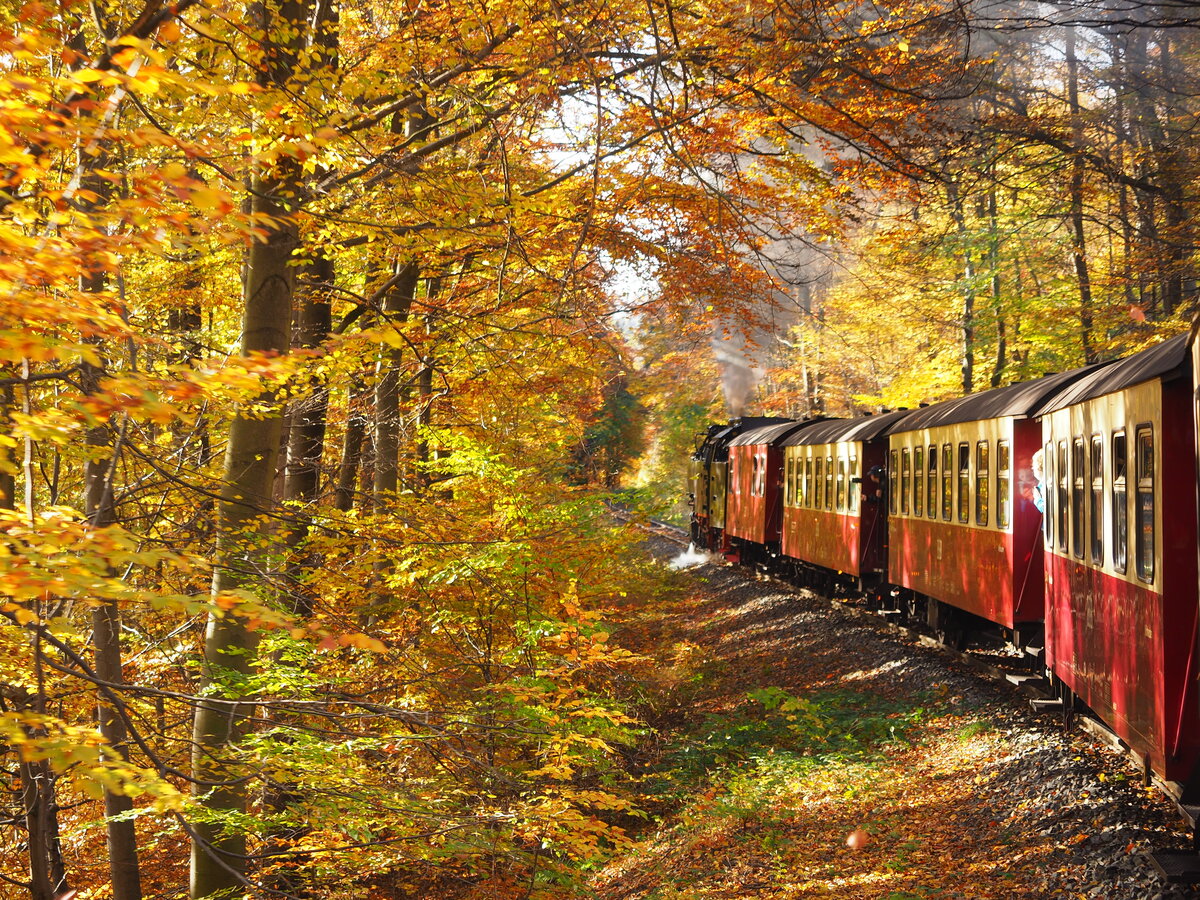 Irgendwo zwischen Wernigerode und Drei Annen Hohne entstand dieses Herbstbild aus dem P 8925 mit Blick auf die Lok, hinauf zum Brocken.
Zuglok war 99 7241.

Wernigerode, der 29.10.2021