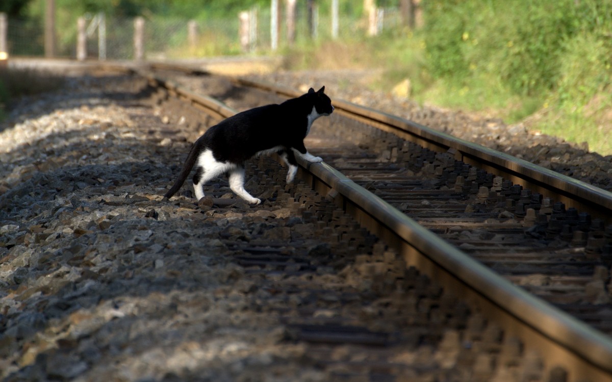 Ist alles fr die Katz dachte der Fotograf, als P 3009 , plammig  16:15 Uhr , um  16:21 Uhr noch immer nicht gekommen war, stattdessen kam die Katz. Moritzburg OT Reichenberg 14.09.2013.