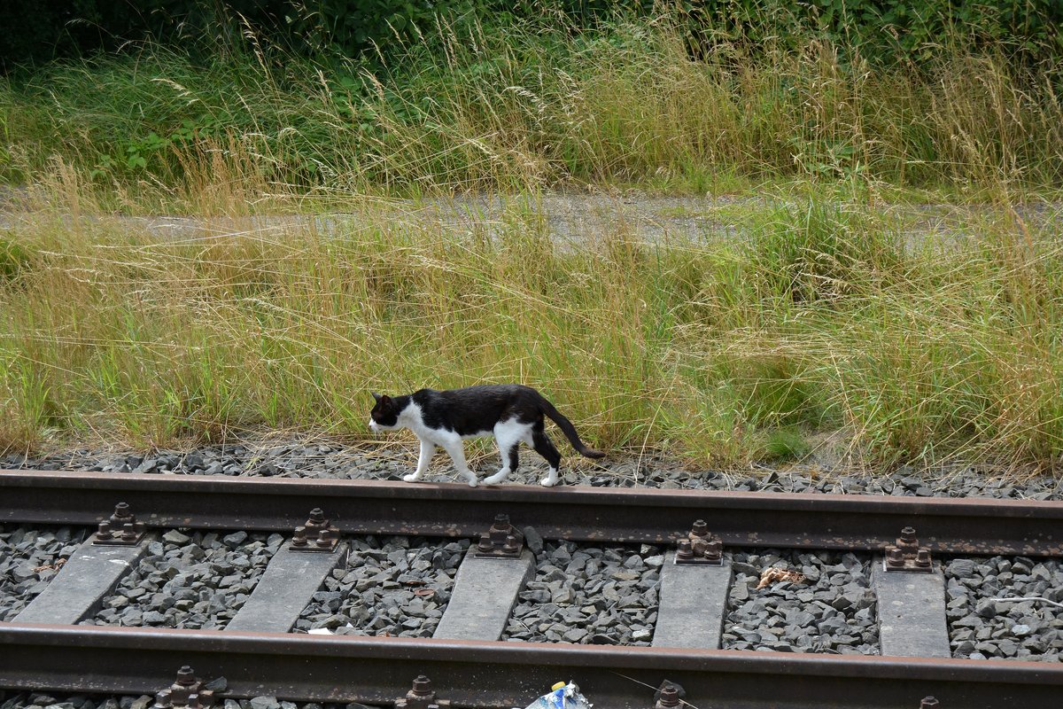 Ist auch alles fest Herr Kater? Ein Kater beim Streifgang über das stillgelegte Ladegleis der Ziegelei in Wefensleben.

Wefensleben 18.07.2016