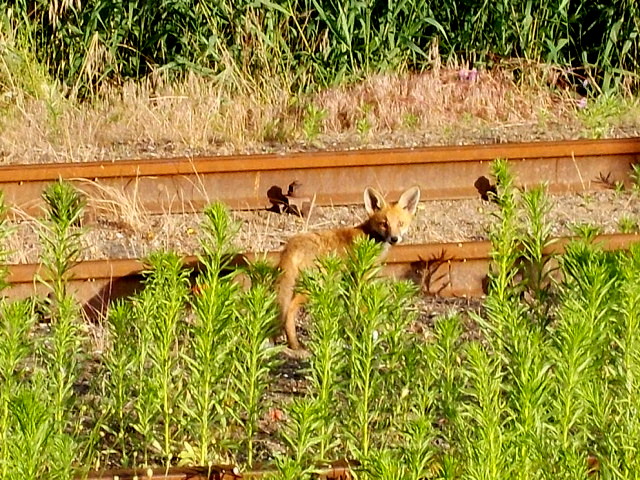 Jeden Abend ist die auf dem Bahnhof Bergen/Rügen ansässige Fuchsfamilie,mit Nachwuchs,zubeobachten.Am 01.August 2016 kam mir wieder ein Familienmitglied vor die Linse.