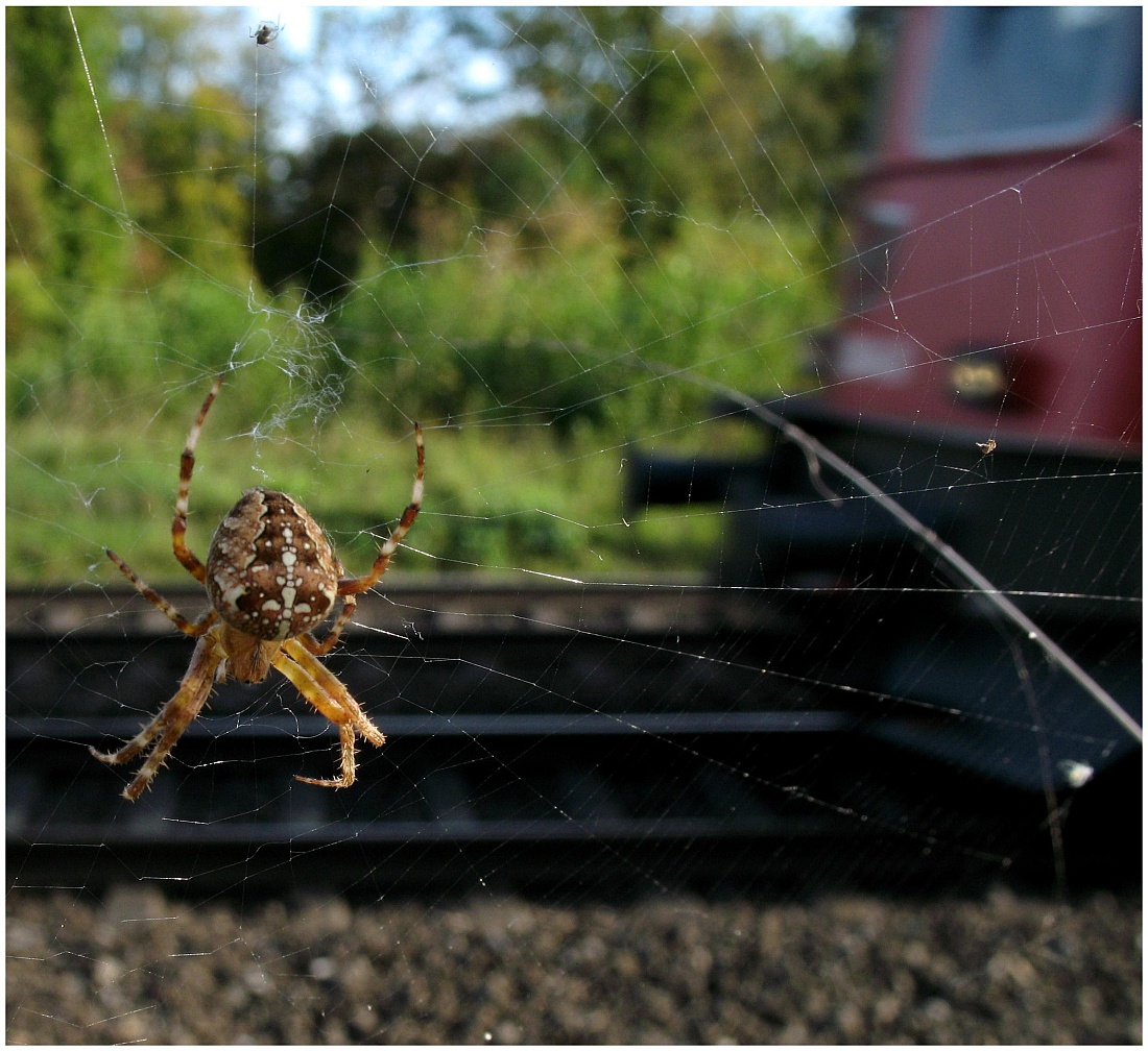 Keine Angst vor der Bahn. beide haben ja ein Kreuz. Schinznach
4. Oktober 2009