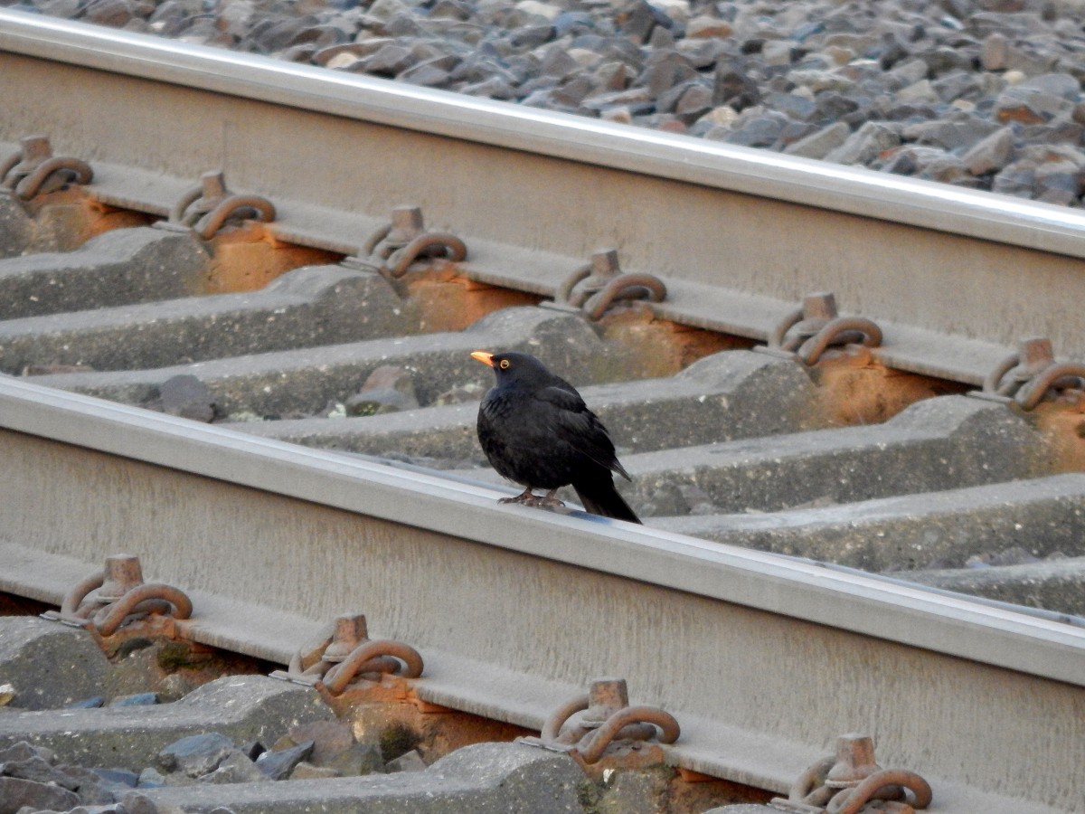 Klein,dick und weich ... eine Amsel sitzt am Morgen des 6.1.15 auf einem Gleis in Düsseldorf Oberbilk.

Oberbilk 06.01.2015
