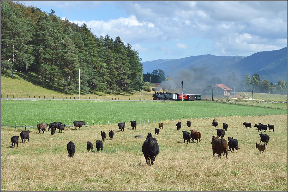 Kleine Szene am Rande. Die gesamte Kuhherde setzt sich plötzlich in Bewegung als sich der Zug von La Traction mit G 2/3 + 3/3 E 206 und G 2x2/2 E 164 nähert. Orange, August 2016.