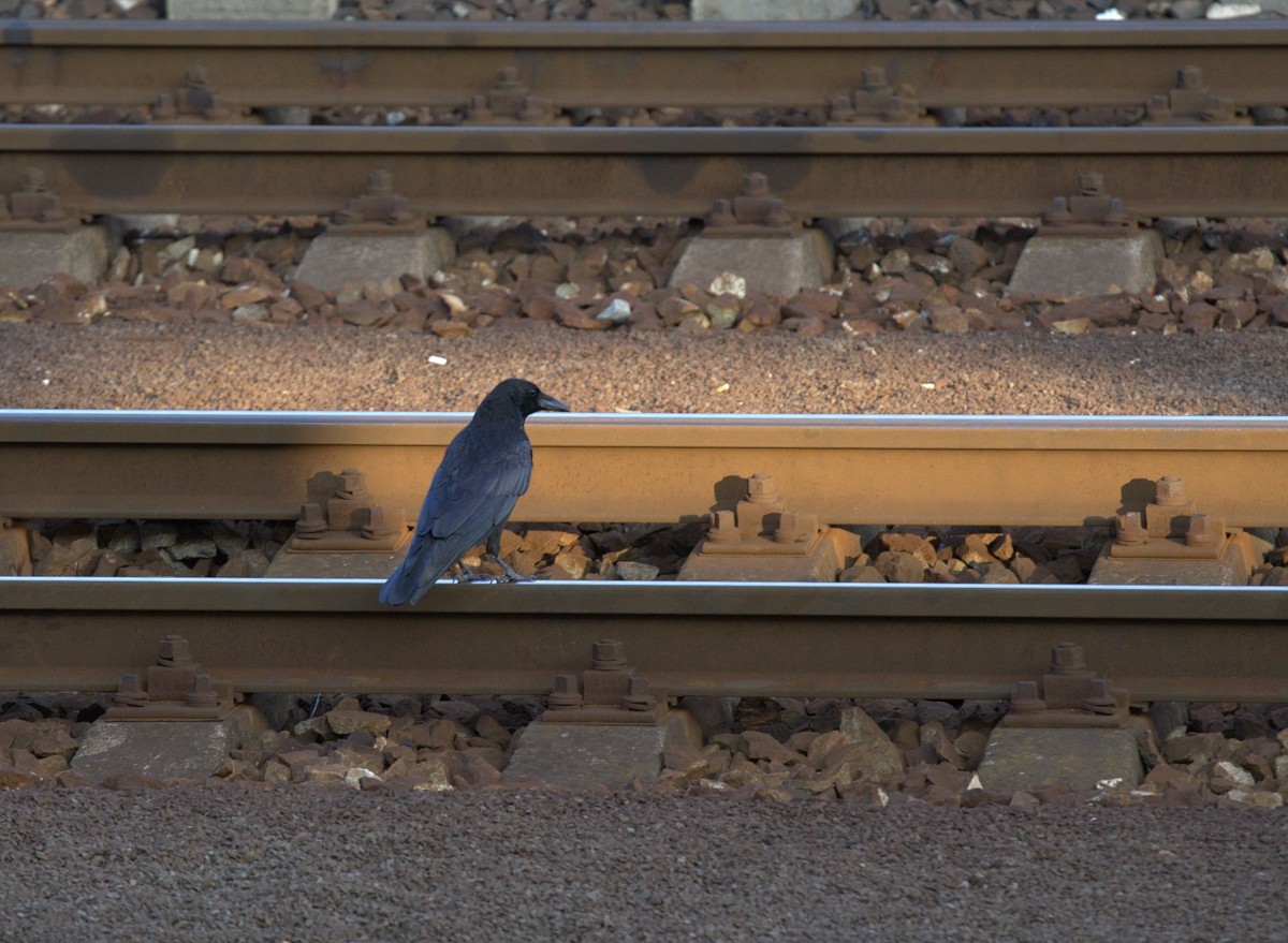 Km 21 Christian Morgenstern

Ein Rabe saß auf einem Meilenstein
und rief Ka-em-zwei-ein, Ka-em-zwei-ein...
Der Werhund lief vorbei, im Maul ein Bein,
Der Rabe rief Ka-em-zwei-ein, zwei-ein.
Vorüber zottelte das Zapfenschwein,
der Rabe rief und rief Ka-em-zwei-ein.
 Er ist besessen!  - kam man überein.
 Man führe ihn hinweg von diesem Stein! 
Zwei Hasen brachten ihn zum Kräuterdachs.
Sein Hirn war ganz verstört und weich wie Wachs.
Noch sterbend rief er (denn er starb dort) sein
Ka-em-zwei-ei, Ka-em, Ka-em-zwei-ein.
Ob Christian Morgenstern sein Gedicht verändern würde,wenn er dieses Foto sähe .. ?
Decin, 03.10.2014  17:28 Uhr