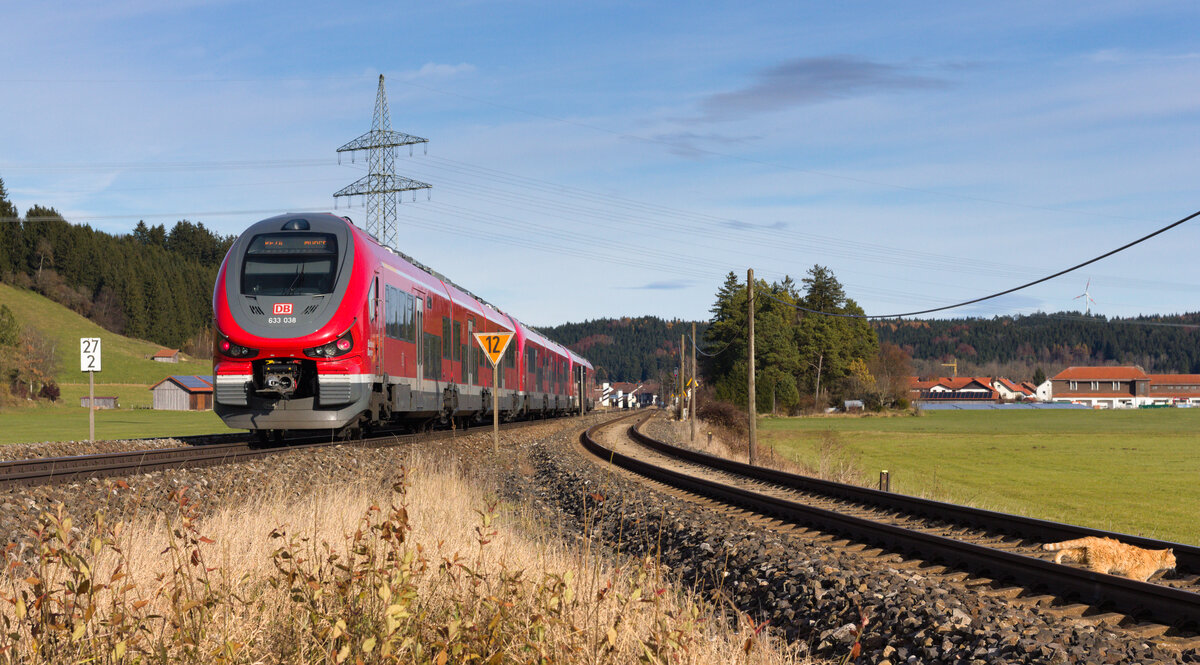 Knapp entkam das Kätzchen dem Zug: Am 07.11.2021 begegnen sich Katze und 633 038+xxx+xxx als RE74 Kempten-München bei Biessenhofen. 