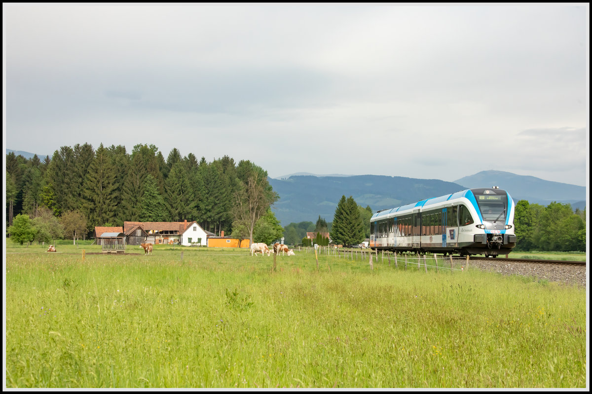 Koberl´s Kuhli Muhli´s sind immer ein Bild Wert . 
GTW 08 am heutigen Muttertag  10.05.2020