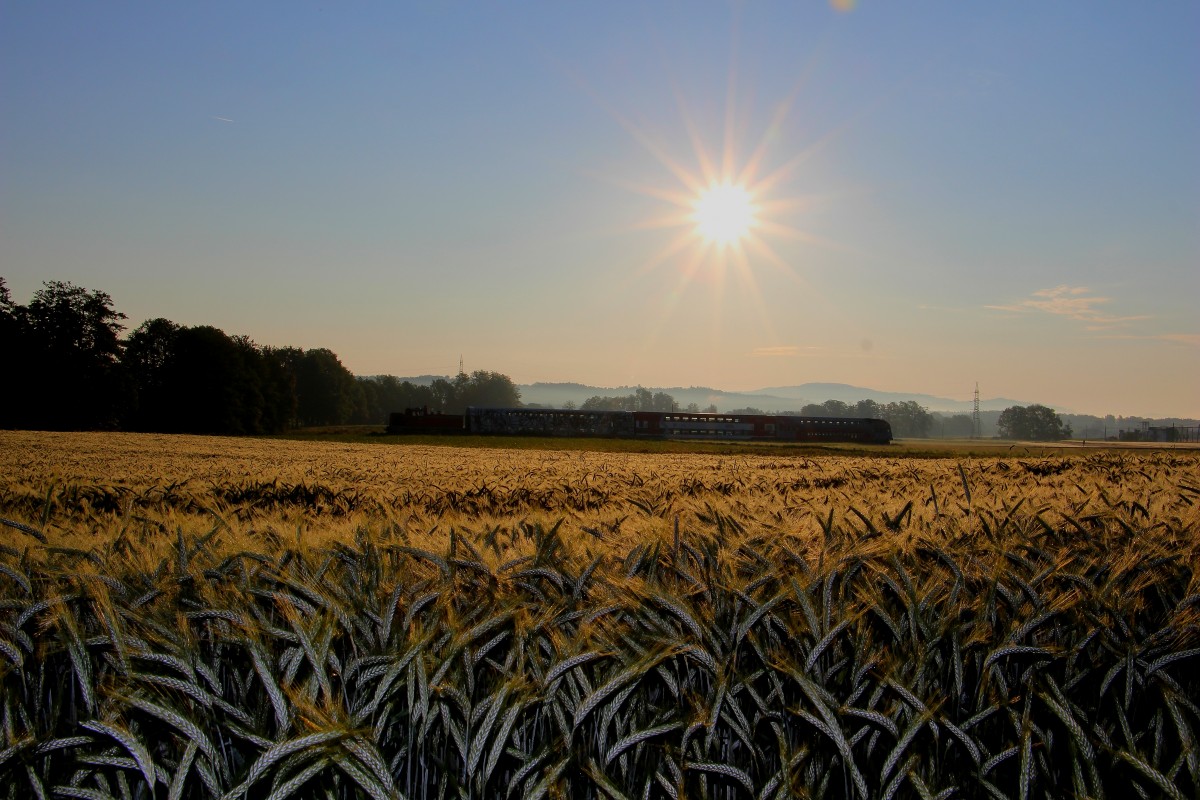 Kornfelder gibt es heuer zuhauf in der Weststeiermark. R8554 am frühen Morgen des 4.Juni 2014 bei St.Martin im Sulmtal Bergla 