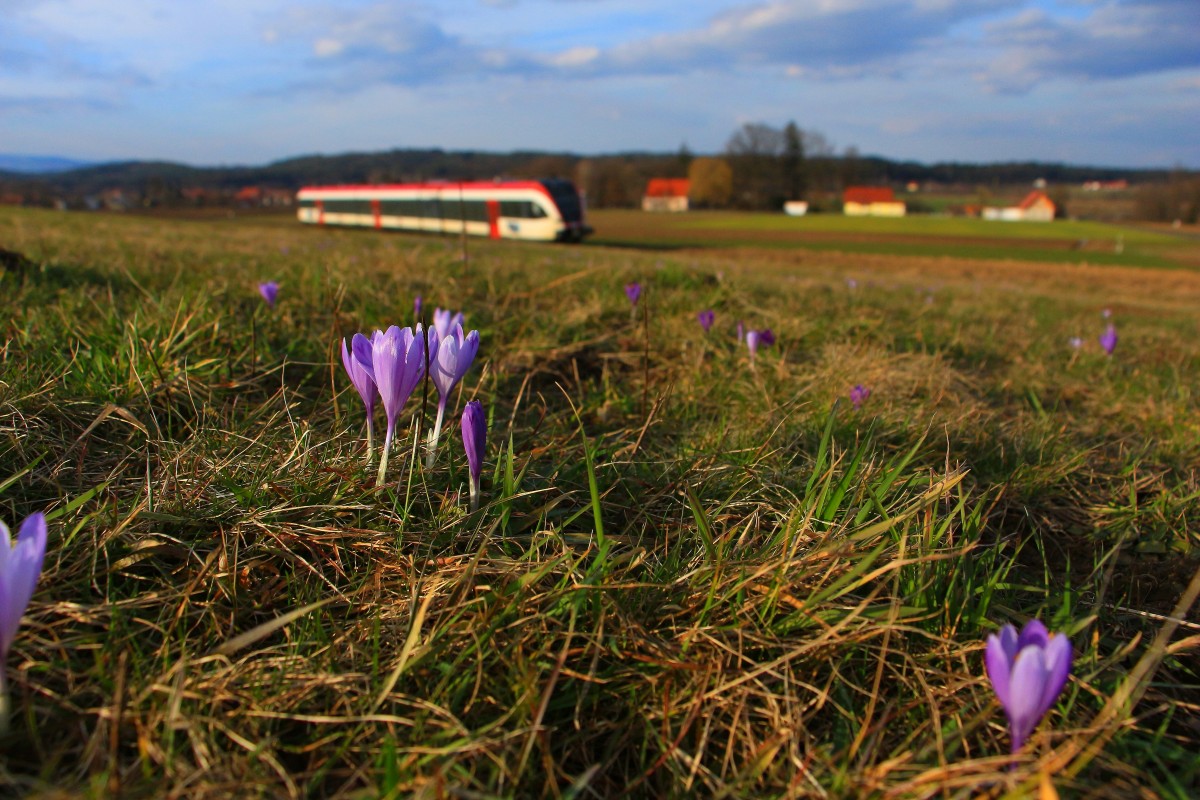 Krokusse erblühten in den letzten Tagen zu abertausenden auf den Wiesen im Bezirk! 5063.03 ein Stadler Triebwagen der Gattung GTW 2/8 legt sich in den Welsberger Bogen in Richtung Pölfing Brunn am 1.März 2014