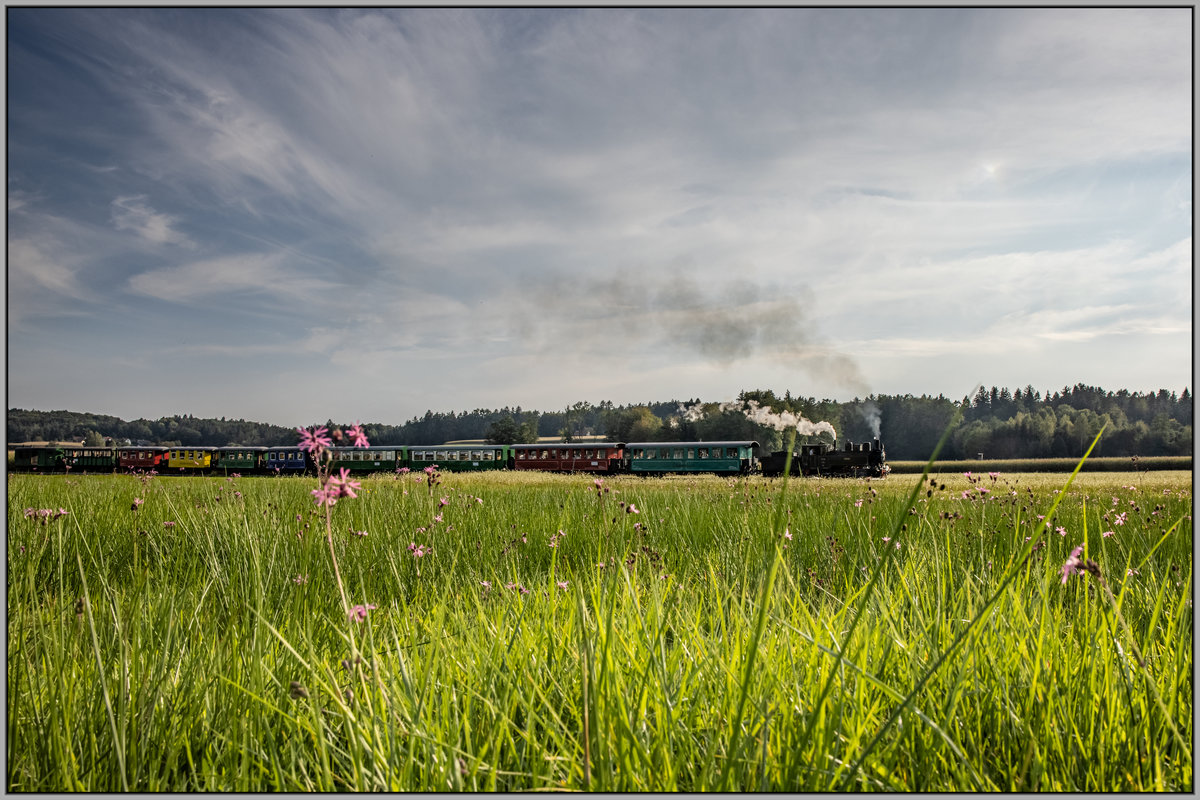 Kuku´s Lichtnelken auf einem Feld nächst der Haltestelle Neudorf STainztal. 
19.09.2020