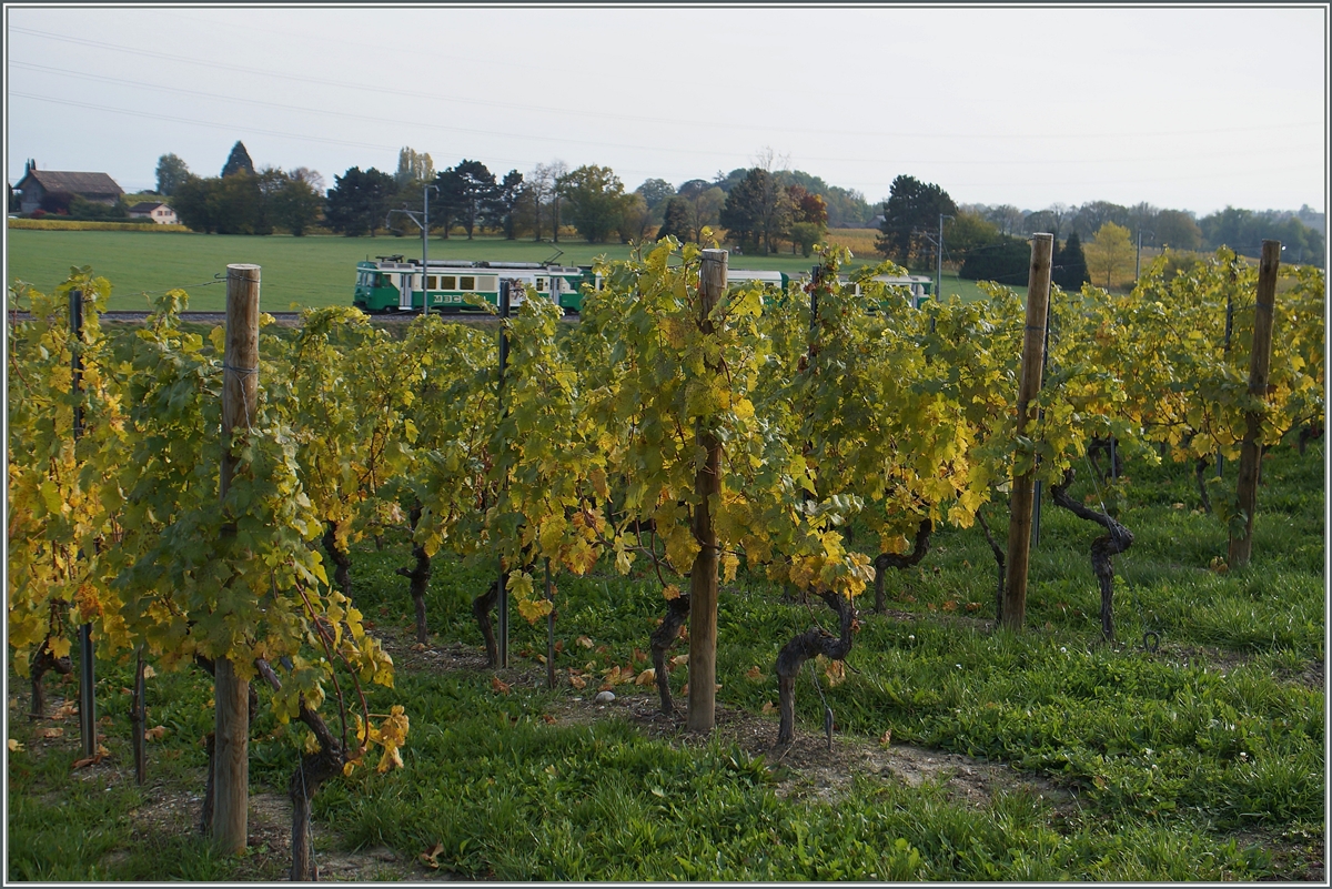 Kurz vor Vufflens le Château konnte ich den BAM Regionalzug 142 inmitten von Reben fotografieren. 
20. Okt. 2015