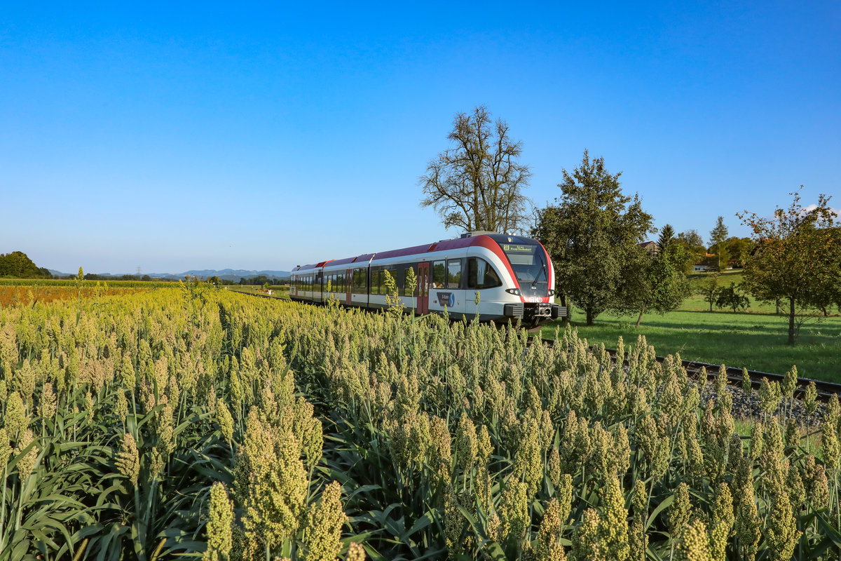Langsam aber stätig wird die Hirse sich Golden färben ,...
17.08.2018 in St. Peter im Sulmtal 