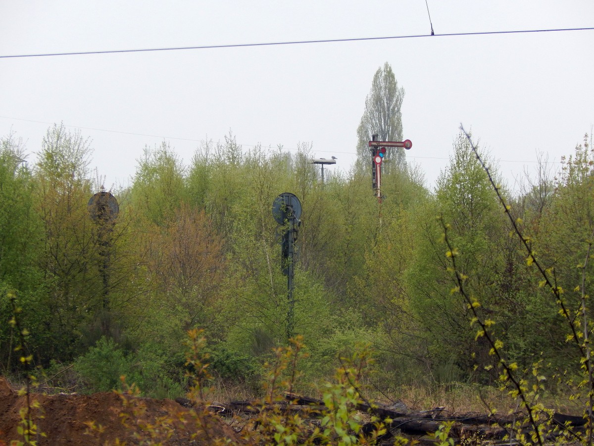 langsam erobert die Natur das Gleisfeld in Duisburg Wedau zurück. Hier sieht man zwischen den Bäumen mehrere alte Formsignale.

Duisburg Wedau 25.04.2015