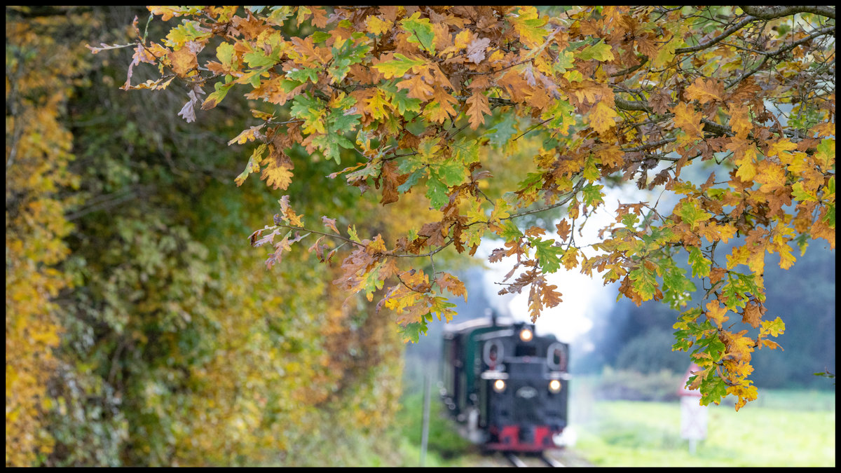 Laub in allen möglichen Farben beherrscht derzeit das Land . 
19.10.2019 in den Wäldern des Stainztals. 
