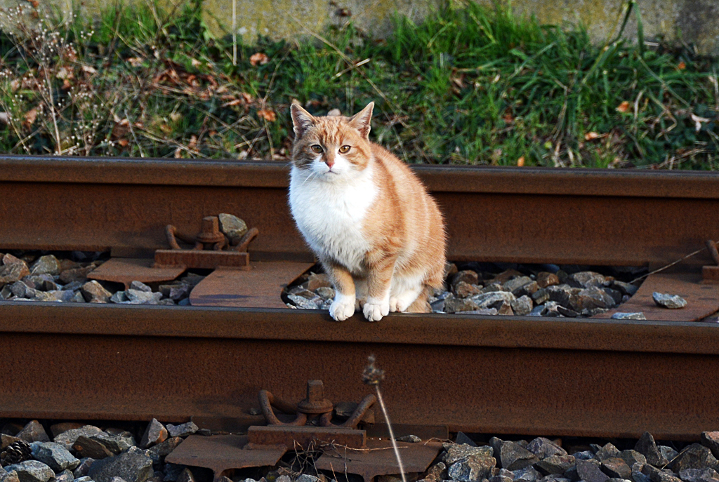 Leicht rostfarbiger Stubentiger auf rostiger Bahnschiene in Eu-Stotzheim - 30.01.2014