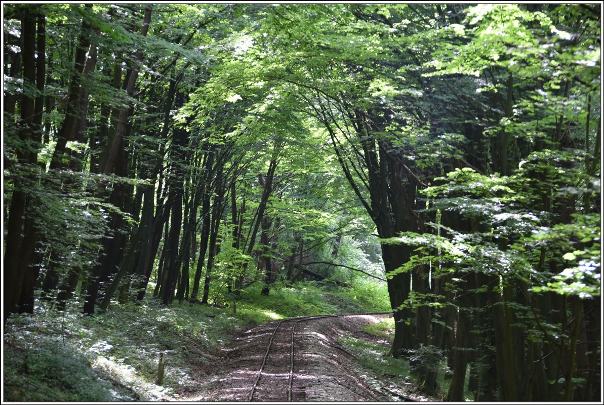 Lillafüredi Állami Erdei Vasút (LÁEV). Nicht umsonst heisst es Waldbahn, man bewegt sich meistens darin auf dem wenig befahrenen Streckenast nach Mahoca. Die 760mm Strecke führt auf 11km mehrheitlich durch dichten Wald. (13.06.2018)